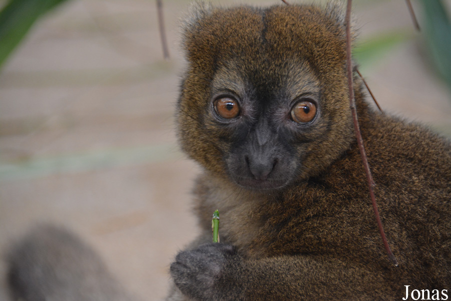 Prolemur simus